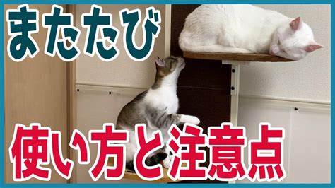 またたびの使い方：飼い主と愛猫のための完全ガイド