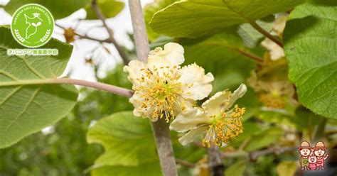 またたびの木の育て方：初心者でも簡単に栽培する方法