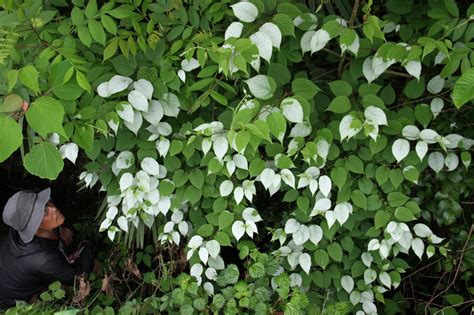 またたびの木：愛猫を魅了する魅惑の植物