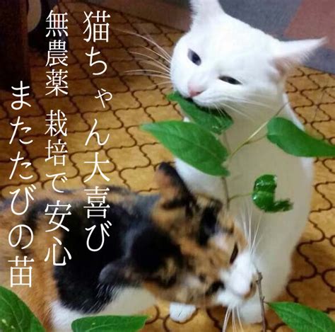 またたびの木：猫が食べる植物とその影響