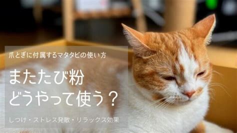 またたびの粉：猫にとっての恩恵と使用上の注意