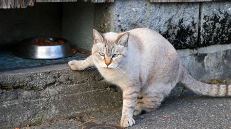 またたびの野良猫への影響