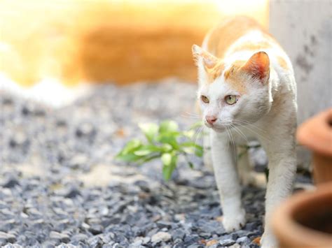 またたびの魔法：野良猫を惹きつける魅惑的な植物