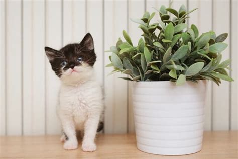 またたびや: 猫を虜にするミステリアスな植物