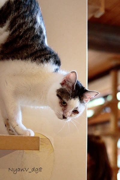 またたびカフェ: 猫とひとが楽しめる憩いの空間