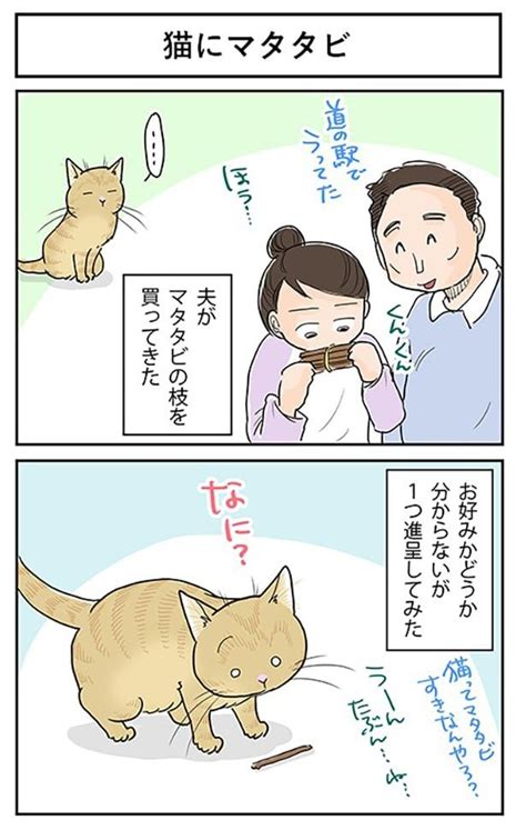 またたび人間効果