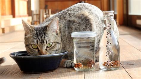 またたび水：猫の健康と幸福のための奇跡の液体