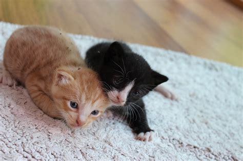 またたび猫カフェ：猫との楽しいふれあいを満喫するための究極ガイド