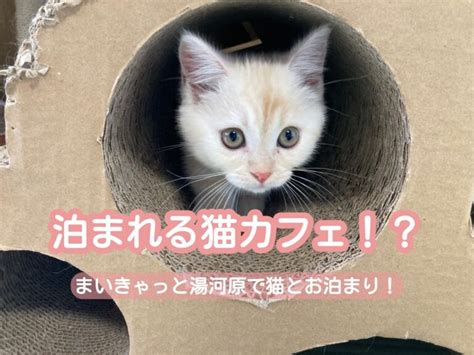 またたび猫カフェ：究極の猫好き天国