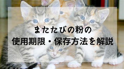 またたび粉で愛猫を魅了し、健康を維持する