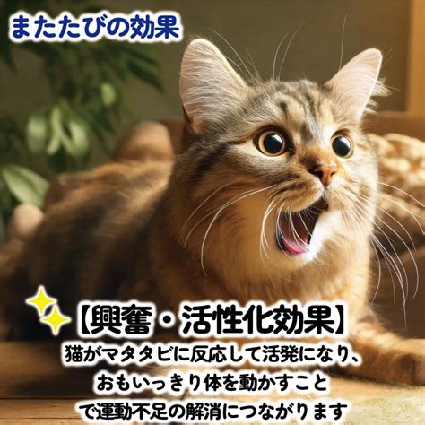 またたび粉末 ― 猫ちゃんの魅惑的な魅了術