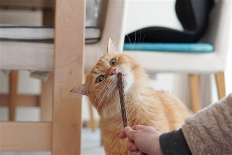 またたび苗で愛猫を魅了！栽培方法から効果まで徹底解説