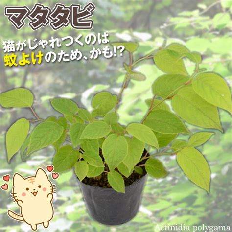 またたび苗の栽培で猫を虜に！