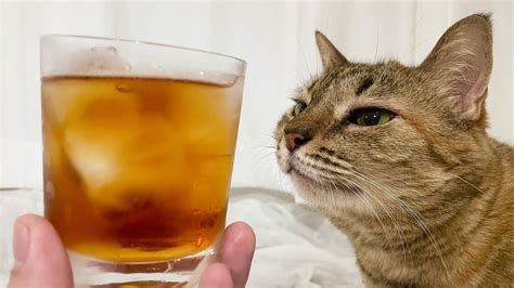 またたび酒で猫を酔わせちゃおう！安全な与え方と注意点を徹底解説