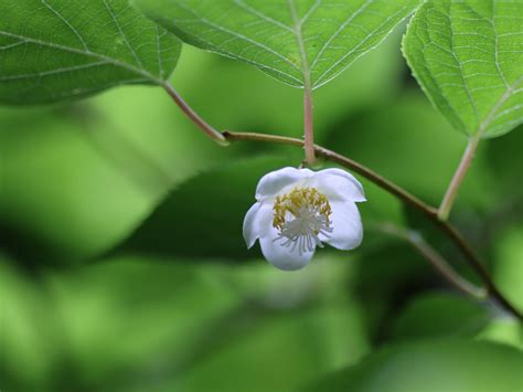 またたび（学名：Actinidia polygama）