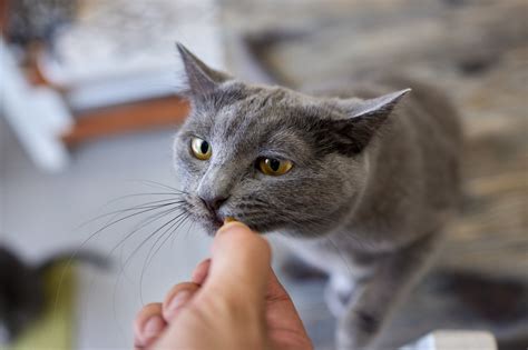 またたび：人間が食べても大丈夫？