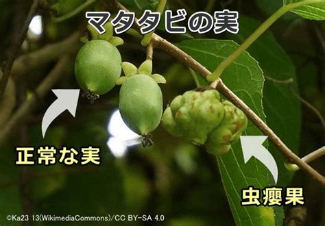 またたび：人間の食餌としての効能と注意点