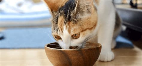 またたび：愛猫家のための危険性と安全な使用法