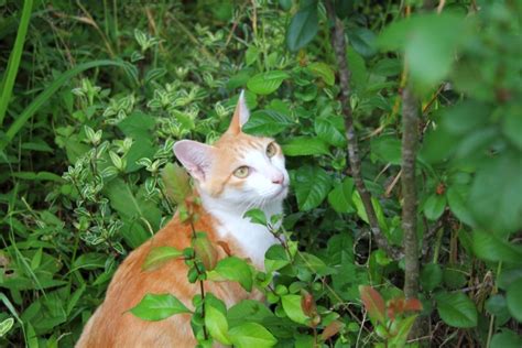 またたび：猫が魅了される不思議な植物のすべて