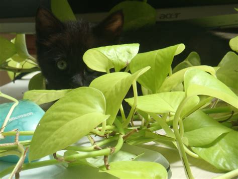 またたび：猫にとっての中毒性を持つ植物