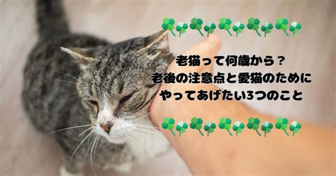 またたび あげすぎ：愛猫のために知っておきたい注意点