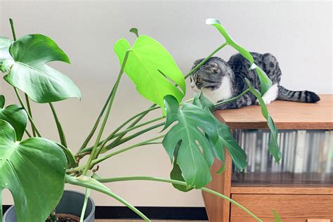 またたび や：猫に愛される不思議な植物