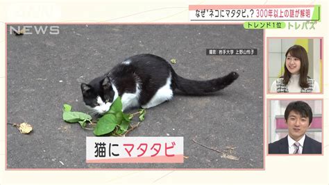 またたび 人間 食べる：驚きの効果とその安全性