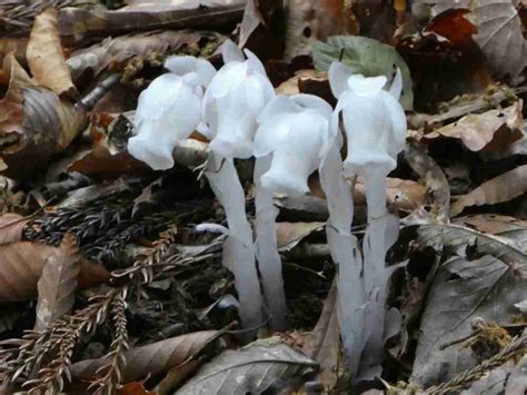 またたび 玉：ネコを魅了する神秘的な植物