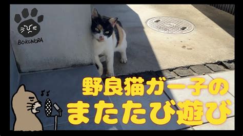 またたび 野良猫