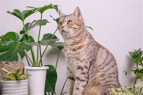 またたび 野良猫: 魅惑的かつ危険な植物の秘密