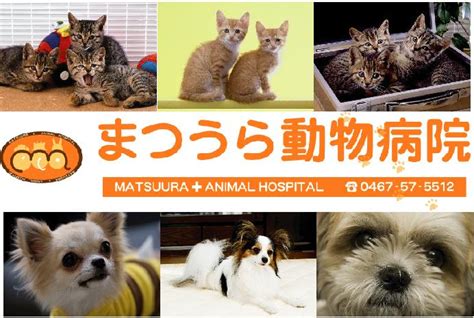 まつうら動物病院で愛するペットの健康を守りましょう