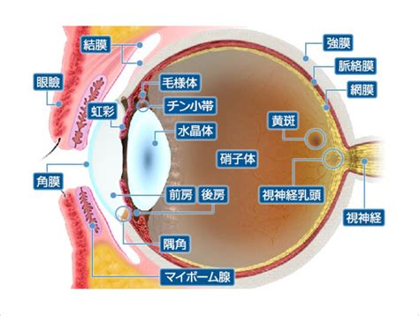 まばたきとまたたき：目を見張る目のしくみと健康上の利点