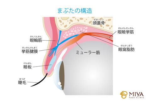 まばたきの仕組み