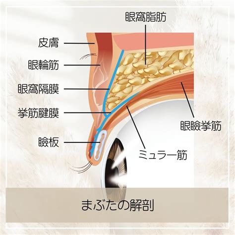 まぶたの開閉: