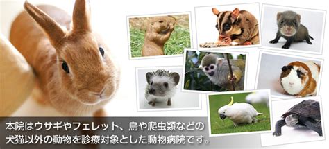 みわ エキゾチック：動物との触れ合いと学びのテーマパーク