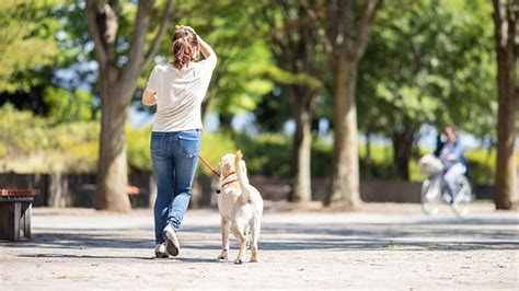 もう散歩は必要ない！散歩不要の犬たちへ