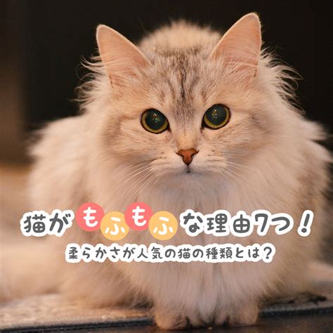 もふもふがたまらない！人気のもふもふ猫の種類大全