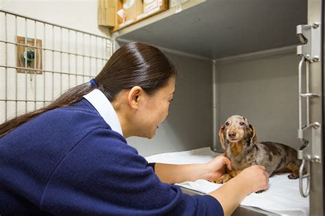 もんど動物病院が提供する包括的な獣医療サービス：あなたの大切なペットの健康と幸福を最優先