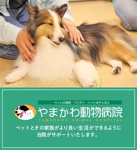 やまかわ動物病院で安心・安全なペット医療を