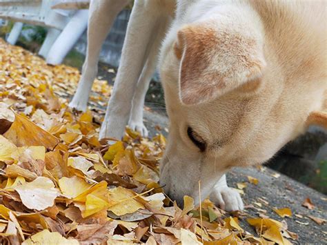 やまもとのペットクリニックであなたの愛犬の健康を最優先