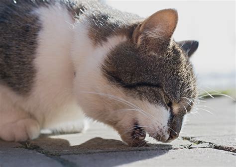 よく吐く猫: 原因、対処法、予防策