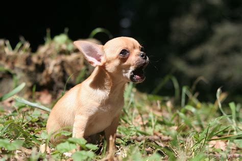 よく吠える犬種の特徴