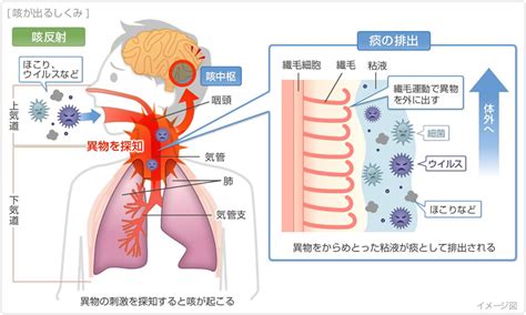 よだれやの生成メカニズム