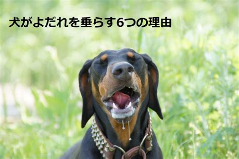 よだれ犬: 原因、治療、予防の徹底ガイド