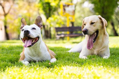 よだれ犬のすべて: 原因、予防、治療