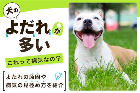 よだれ犬を理解し、対処するための包括ガイド