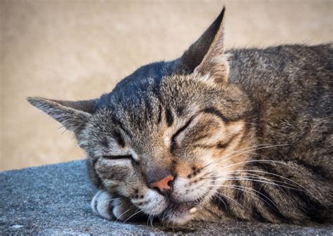 よだれ猫への完璧ガイド