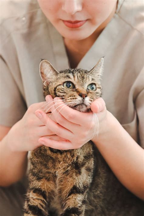 よもぎ動物病院でペットの健康を守ろう！