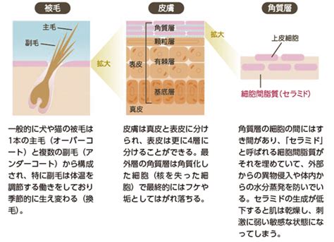 より健康的な皮膚と被毛: