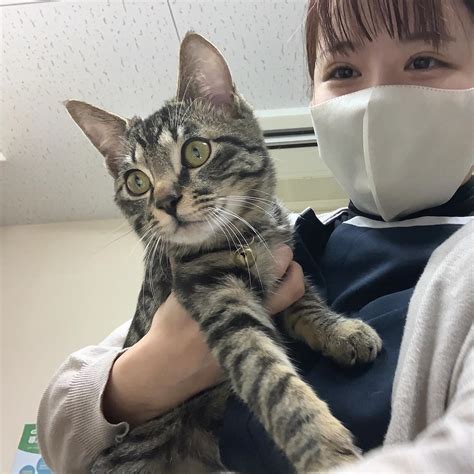 らいおん 動物 病院: 愛するペットの健康を全力でサポート